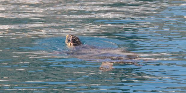 3 - 4 skildpadder sonderer havnen for nye fiskerbåde. det var vi jo ikke ligefrem...